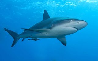 Digital transformation | The Shark Pool